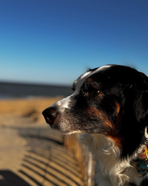 enjoying the beach