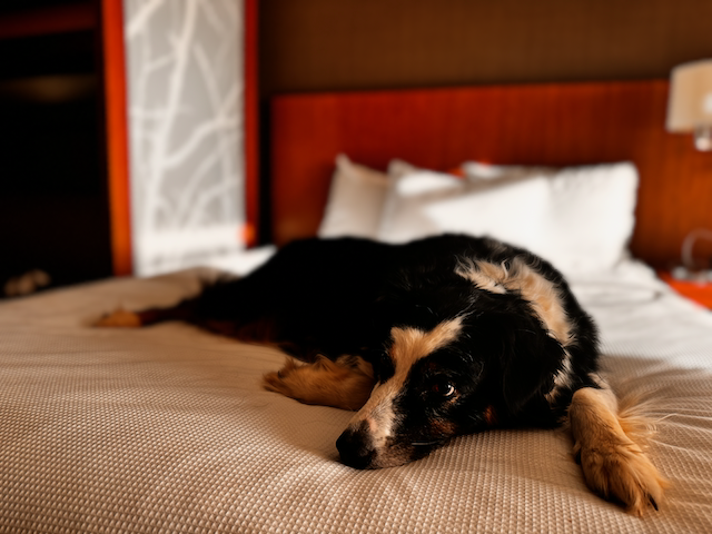 moby's favorite hobby is sleeping