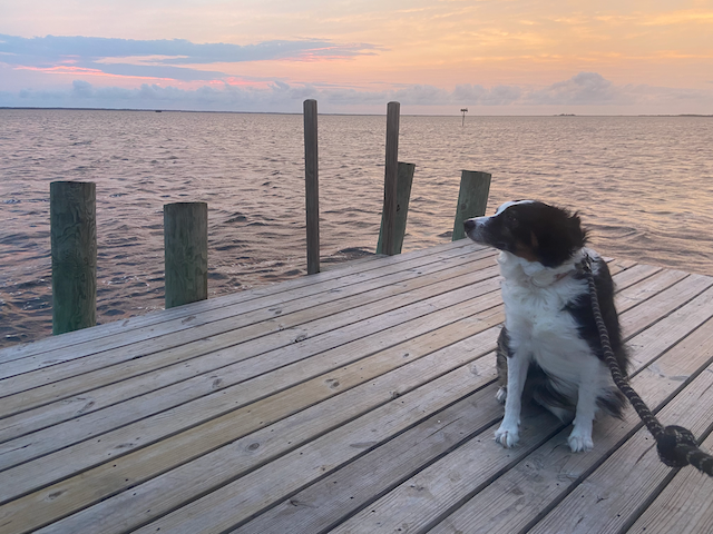 moby in the outerbanks